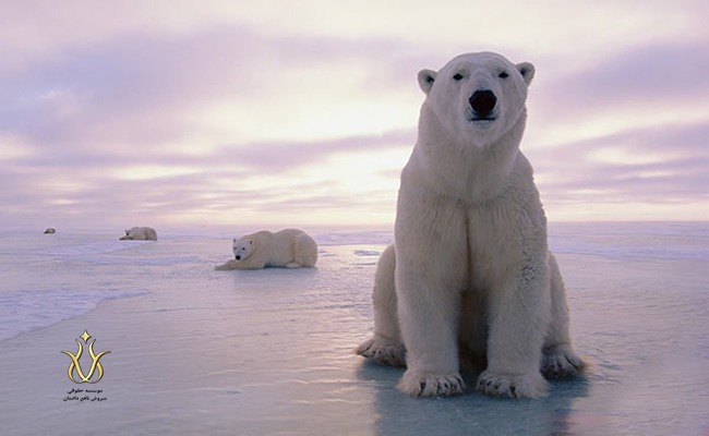 اقتصاد کانادا و خرس قطبی