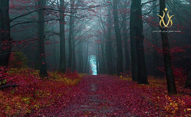 کشور المان یک روستای زیبا در جنگل سیاه آلمان