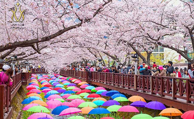 شکوفه های بهاری کره جنوبی