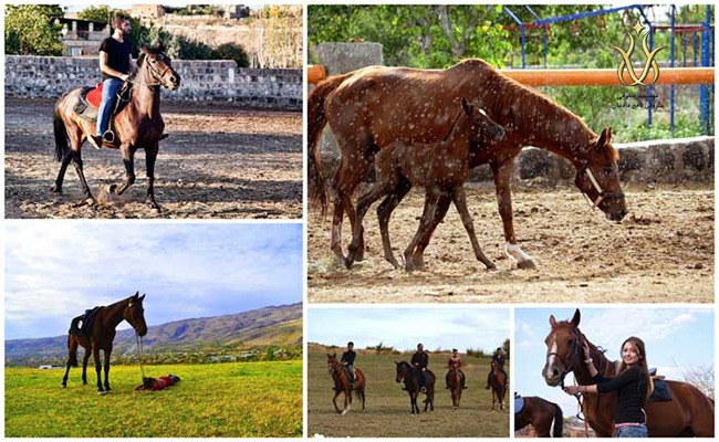 سوارکاری در ایروان