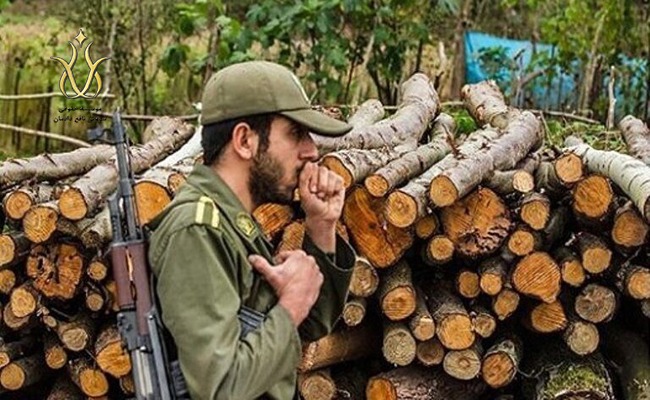 حبس سه تا 10 سال در انتظار مخربان جنگلها