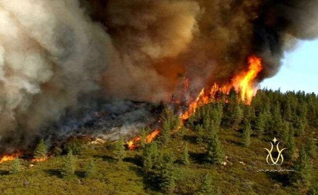 تخريب و آتش زدن جنگل ها